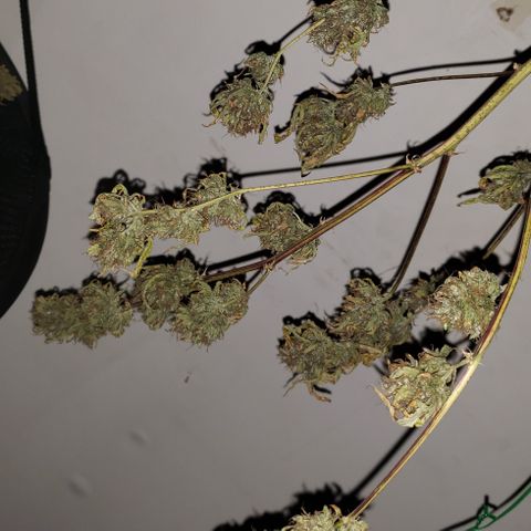 OG Kush Auto  growlog timeline photo