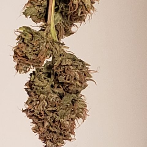 OG Kush Auto  growlog timeline photo