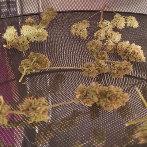 OG Kush Auto  growlog timeline photo