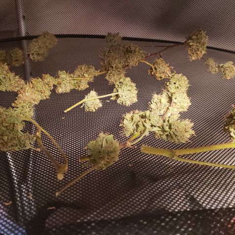 OG Kush Auto  growlog timeline photo