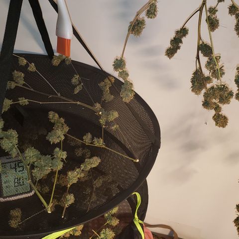 OG Kush Auto  growlog timeline photo