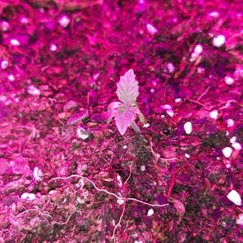 Rainbows growlog photo: Caiducha dando la lucha 