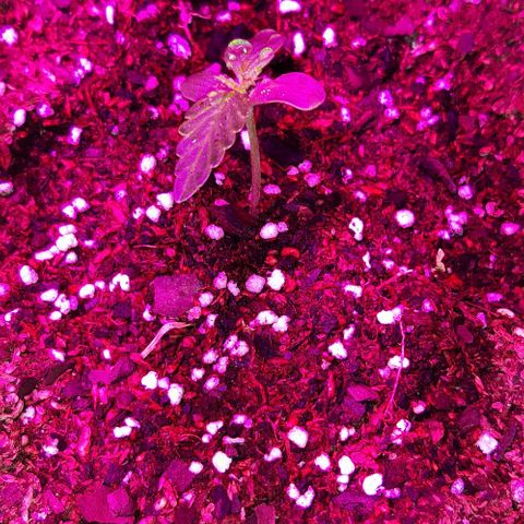 Moby 1 growlog photo: Flamitaaa