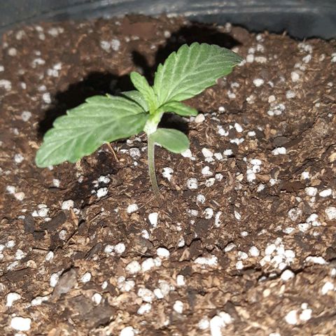 Moby 1 growlog photo: Lindaaa 