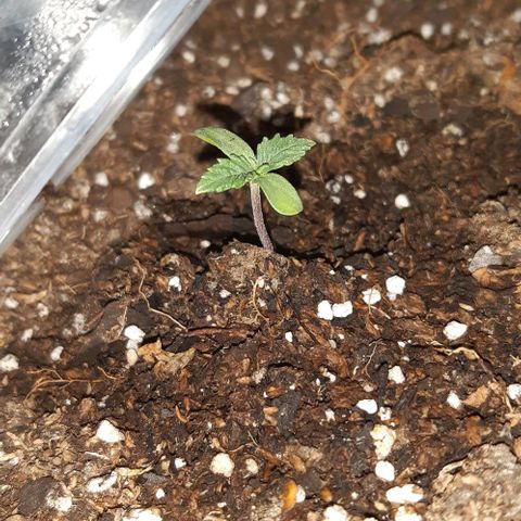 Rainbows growlog timeline photo
