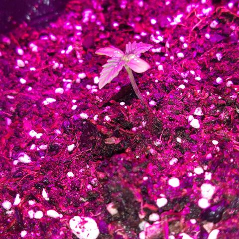 Rainbows growlog timeline photo