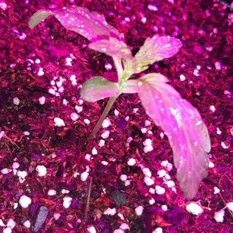 Moby 1 growlog photo: Apa