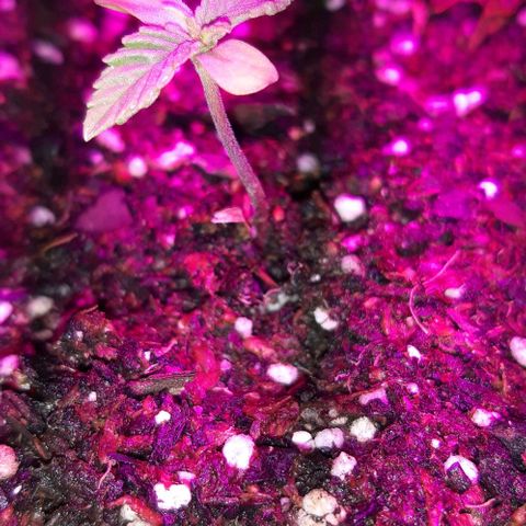 Rainbows growlog timeline photo