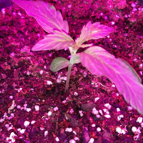 Moby 1 growlog timeline photo