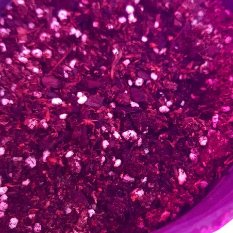 Foto de la cronología del growlog de Og kushes