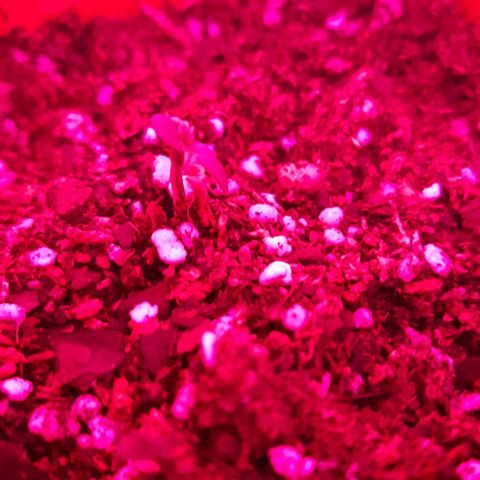 Foto de la cronología del growlog de Og kushes