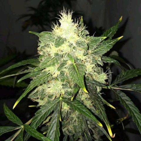 Foto de la cronología del growlog de Og kushes