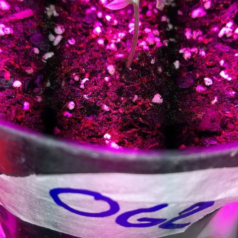Foto de la cronología del growlog de Og kushes