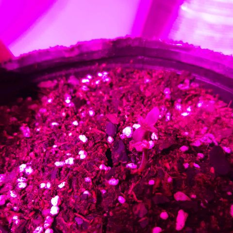 Foto de la cronología del growlog de Og kushes