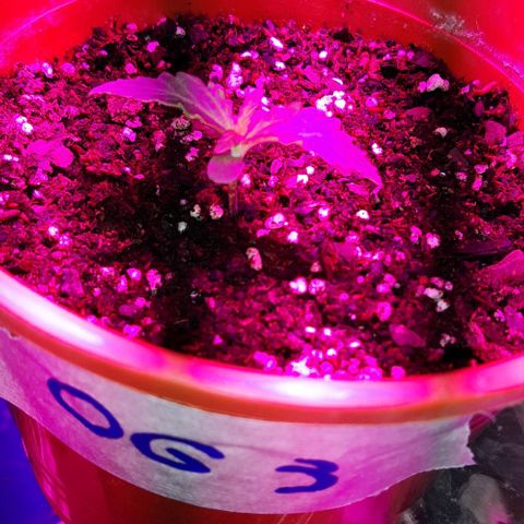 Foto del growlog de Og kushes: El riego anterior funciono ya qie ahora el sustrayo si se ve realmente humedecido asique ahora a esperar a que seque minimo 3 o 4 dias vamos a tener q esperar para regar