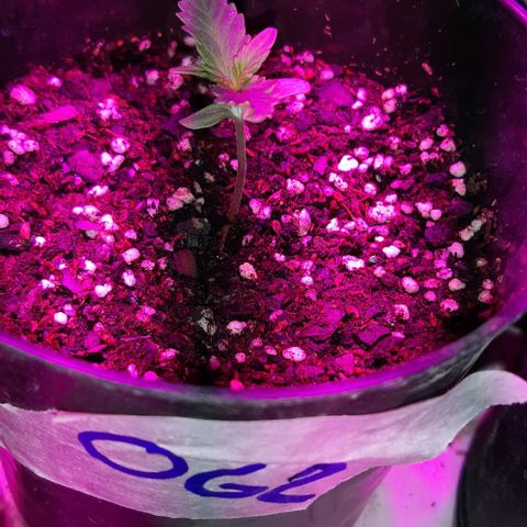 Foto del growlog de Og kushes: El riego anterior funciono ya qie ahora el sustrayo si se ve realmente humedecido asique ahora a esperar a que seque minimo 3 o 4 dias vamos a tener q esperar para regar