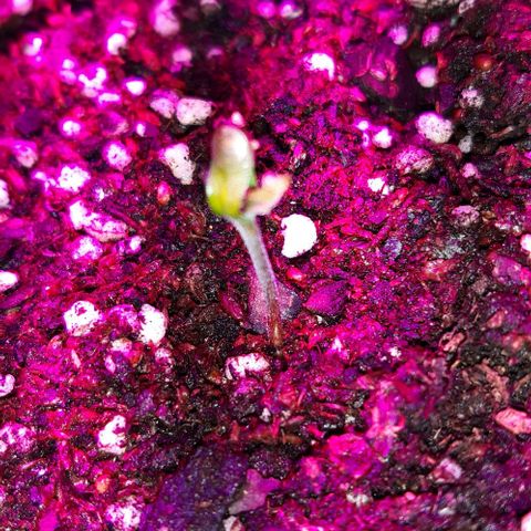 Ak-47  growlog photo: Estan intentando salir sus cotiledones 