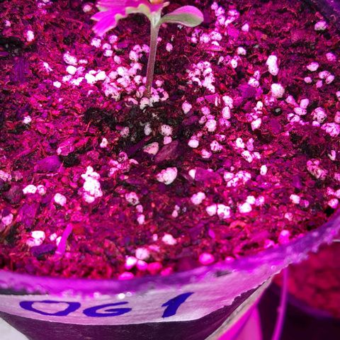 Foto del growlog de Og kushes: El riego anterior funciono ya qie ahora el sustrayo si se ve realmente humedecido asique ahora a esperar a que seque minimo 3 o 4 dias vamos a tener q esperar para regar