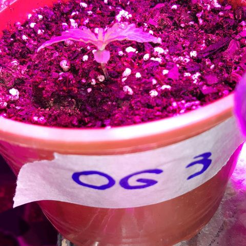 Foto de la cronología del growlog de Og kushes