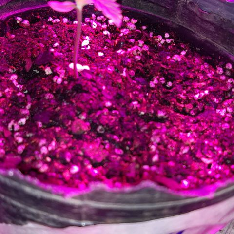 Foto de la cronología del growlog de Og kushes