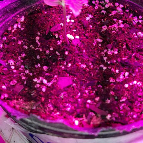 Foto del growlog de Og kushes: El riego anterior funciono ya qie ahora el sustrayo si se ve realmente humedecido asique ahora a esperar a que seque minimo 3 o 4 dias vamos a tener q esperar para regar