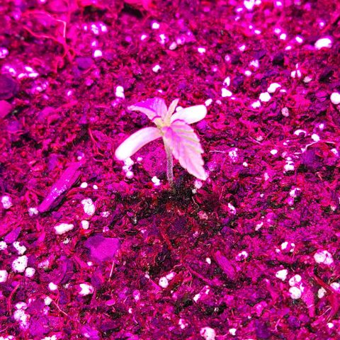 Rainbows growlog photo: Vine atrasado du crecimiento pero esta bonita