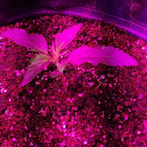 Moby 1 growlog photo: Animaaaal