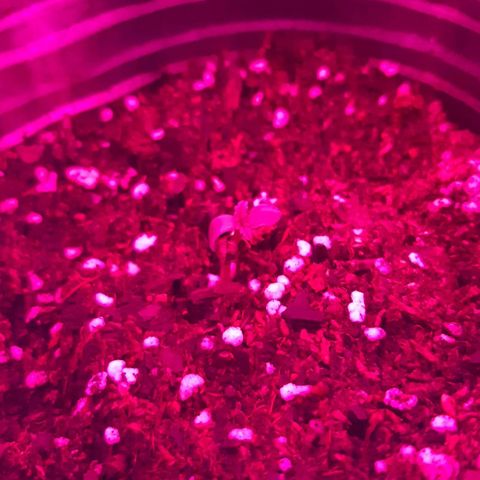 Foto de la cronología del growlog de Og kushes