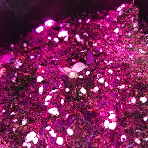 Foto de la cronología del growlog de Og kushes