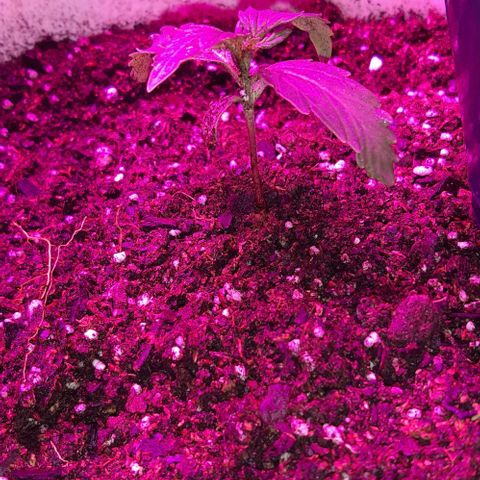 Foto del growlog de Og kushes: OG KUSH 1 20L
