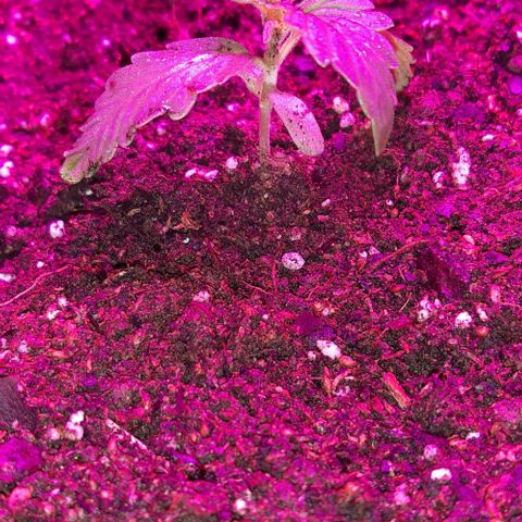Foto del growlog de Og kushes: Og kush 2 en 20l