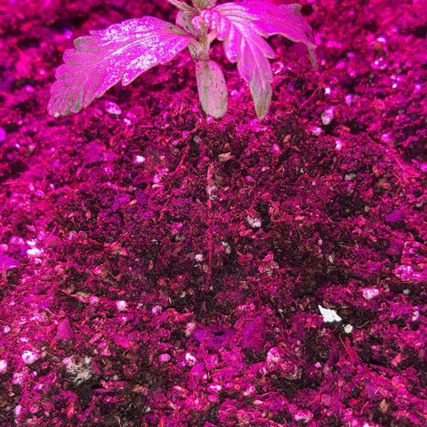 Foto del growlog de Og kushes: Og kush 4 20l sustrato 