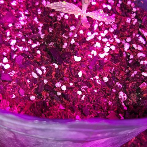 Ak-47  growlog photo: Akita :3
