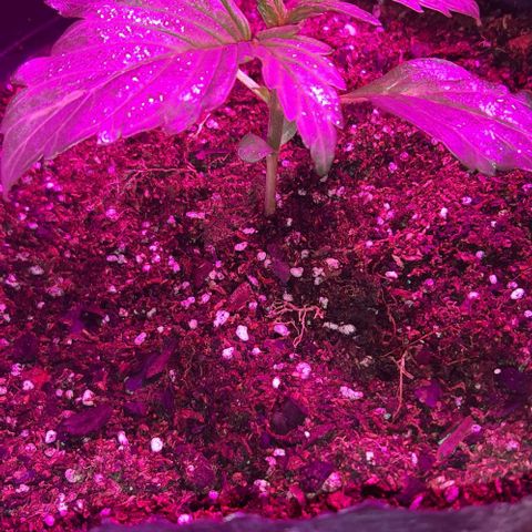 Moby 1 growlog photo: Godaaa 