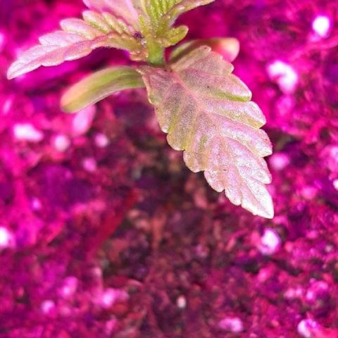 Rainbows growlog timeline photo