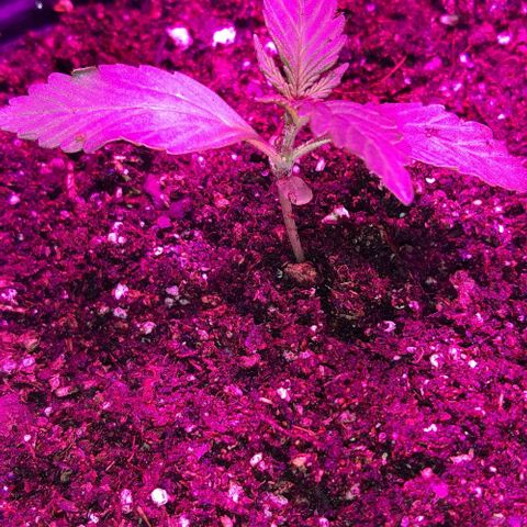 Foto del growlog de Og kushes: Og kush 5 15 L transplantada 