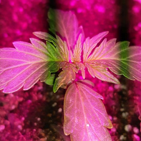 Foto del growlog de Og kushes: Og kush 1