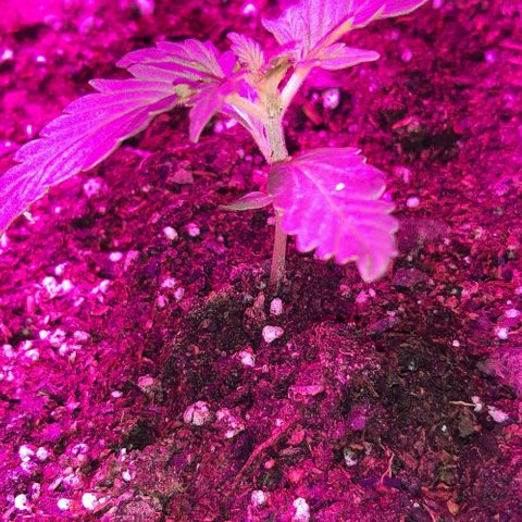 Foto del growlog de Og kushes: Og kush 2
