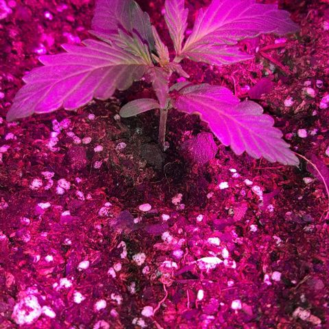 Foto del growlog de Og kushes: Og kush  3
