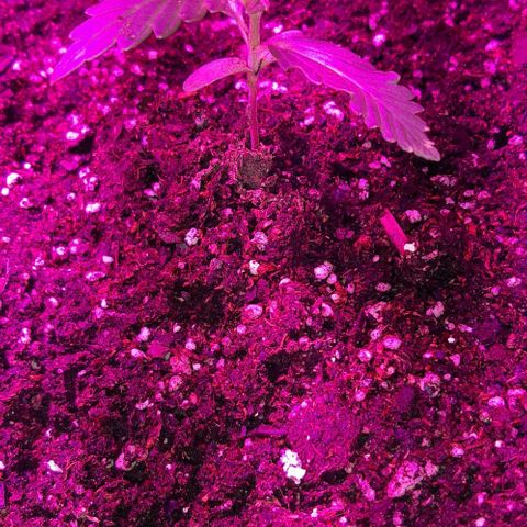 Foto del growlog de Og kushes: Og kush 4