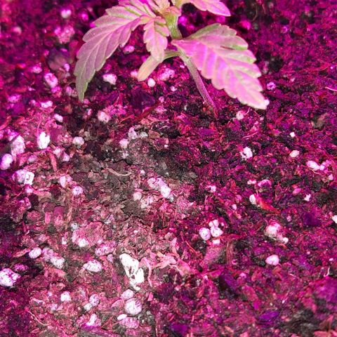 Rainbows growlog timeline photo