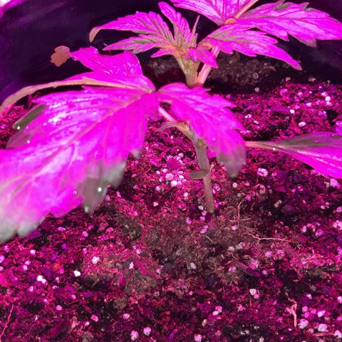 Moby 1 growlog photo: La waxha malditaaa