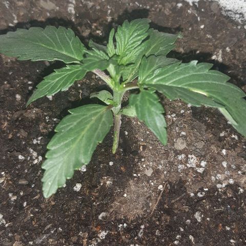 Foto del growlog de Og kushes: Og kush 1 sufrio una pequeña mordedura de chanchitos bolita