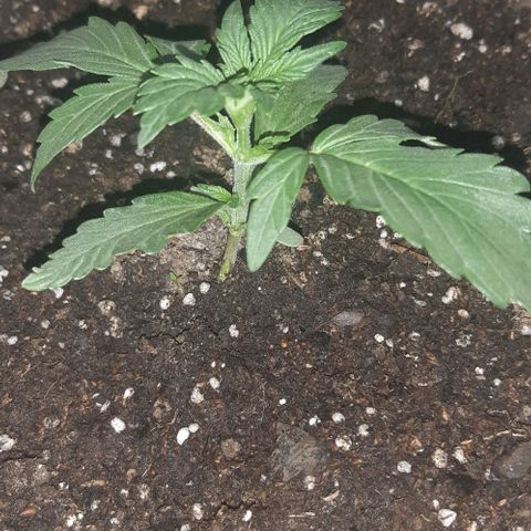Foto del growlog de Og kushes: Og kush 2