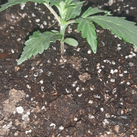Foto del growlog de Og kushes: Oh kush 3