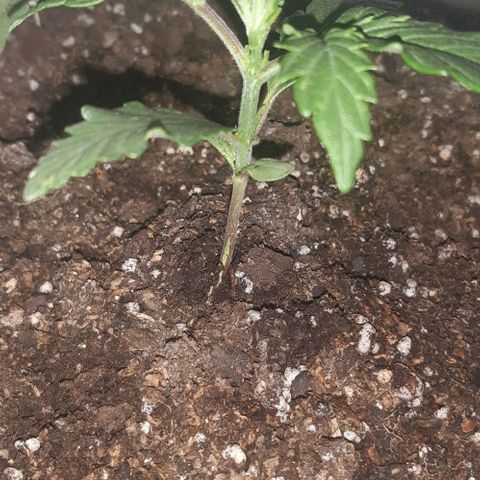 Foto del growlog de Og kushes: Og kush 4