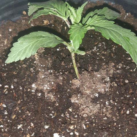 Foto del growlog de Og kushes: Oh kush 5