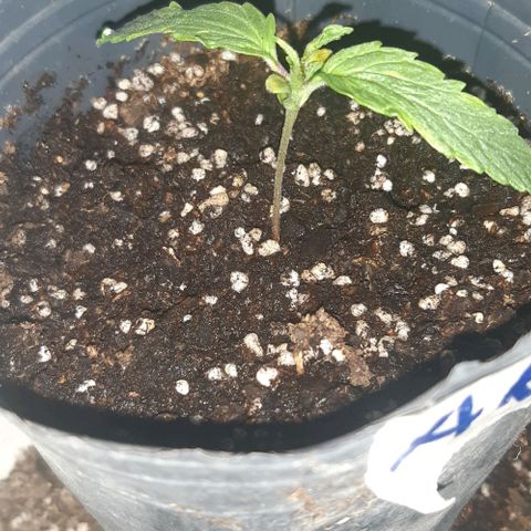 Ak-47  growlog photo: Se la veía un poco con falta de agua media dobladita 