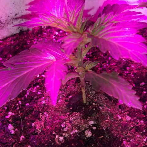 Foto del growlog de Og kushes: Og 1 