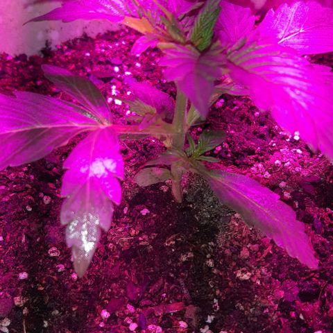 Foto del growlog de Og kushes: Og 2